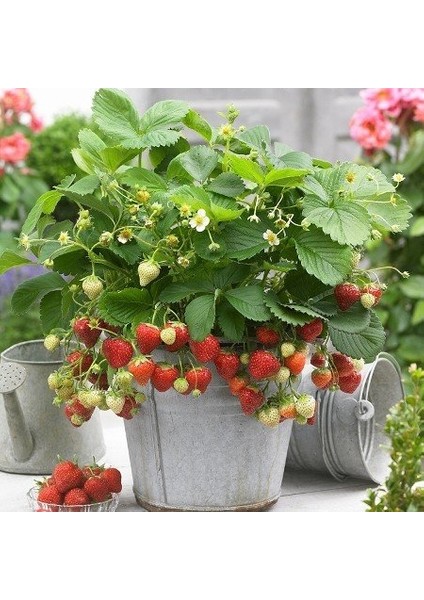 Monterey Çilek Fidesi Açık Kök Taze Söküm ve Frigo 90'lı