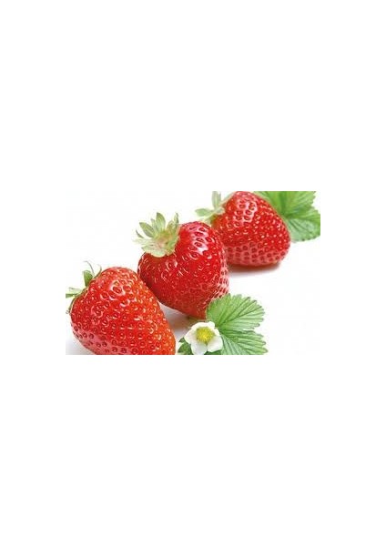 San Andreas Çilek Fidesi Açık Kök Taze Söküm ve Frigo 60'lı