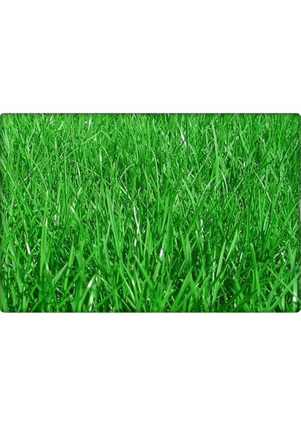 Hızlı Gelişen Uzun Ömürlü Çim Tohumu Lolium Perenne fırsatları