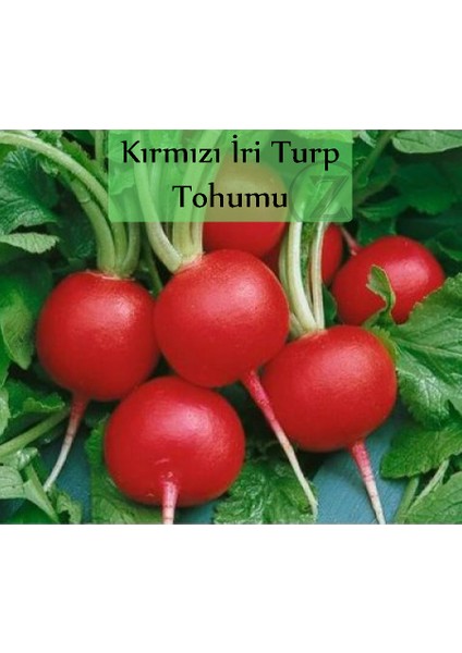 Zencefil Organik Kırmızı Turp Tohumu 1 Paket (10GR=1000+ Adet) Kırmızı Iri Turp Tohumu Erkenci Ege