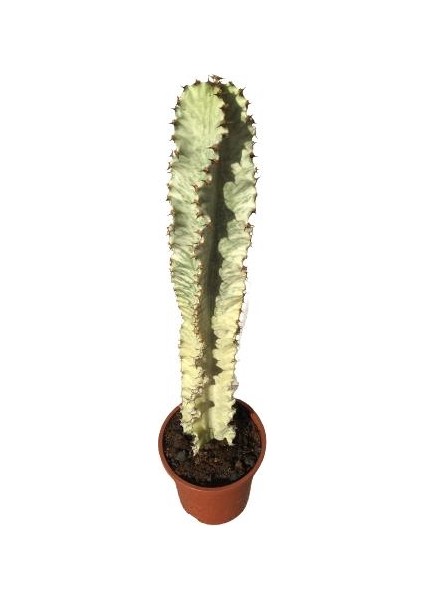 Euphorbia Ingens Variegata -Şamdan Ağacı (70-75 Cm)
