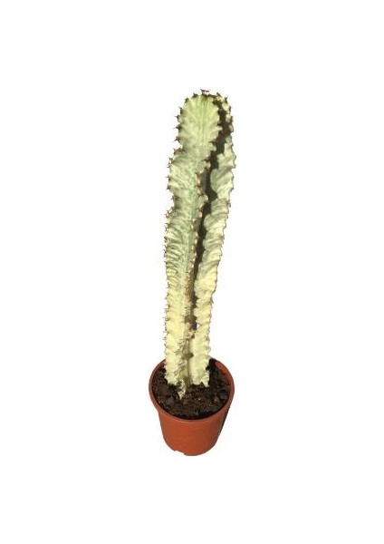 Euphorbia Ingens Variegata -Şamdan Ağacı (70-75 Cm)