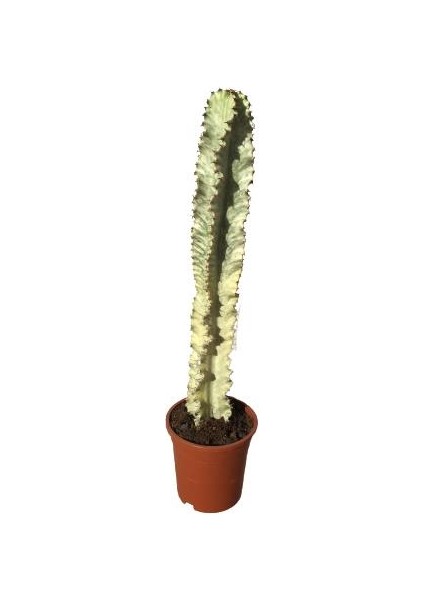Euphorbia Ingens Variegata -Şamdan Ağacı (70-75 Cm)