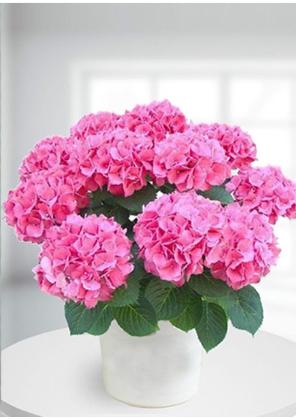 Ortanca pembe Çiçekli 20-30 cm Boy