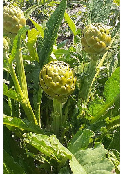 Enginar Yaprağı 70 gr
