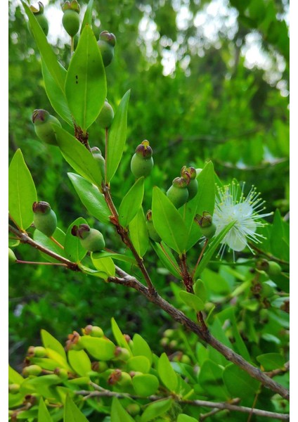 Istanbul Baharat Mersin Yaprağı 40X6 gr modelleri