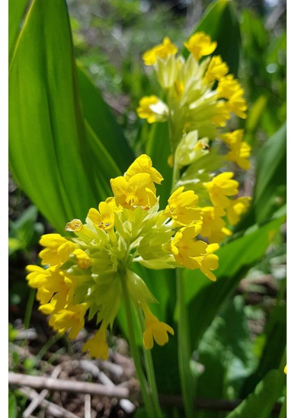 Istanbul Baharat Çuha Çiçeği Yaprağı (Ayıkulağı) 30X2 gr modelleri