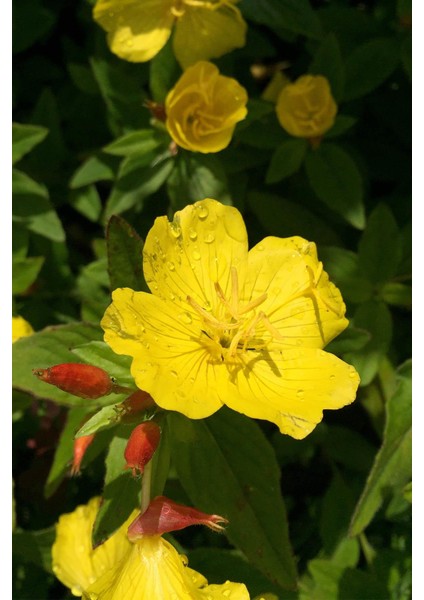 Istanbul Baharat Çuha Çiçeği Yaprağı (Ayıkulağı) 30X2 gr fırsatları