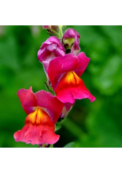 Aslanağzı Doğal Çiçek Tohumu 50 'li Al SaksıTorf Ev Bahçe İçin