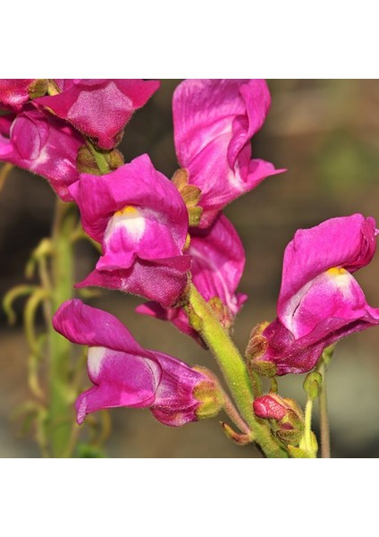Aslanağzı Doğal Çiçek Tohumu 50 'li Al SaksıTorf Ev Bahçe İçin fırsatları