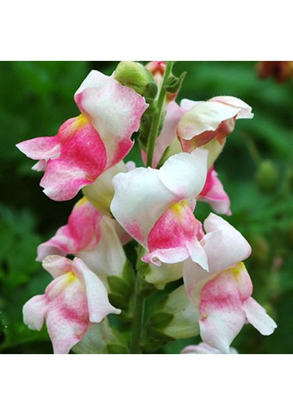 Aslanağzı Doğal Çiçek Tohumu 50 'li Al SaksıTorf Ev Bahçe İçin indirimleri