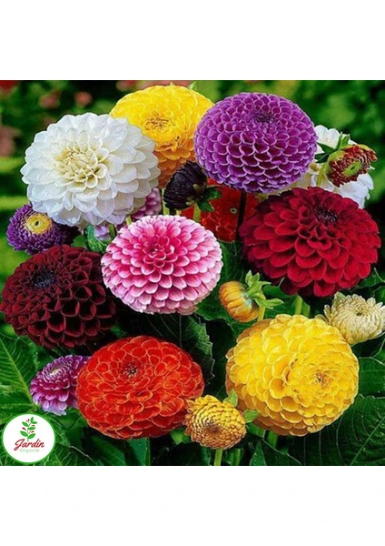 Oxe Garden Zinya Zinnia Çiçeği 10 'li Çiçek Tohumu Al  SaksıTorf  Ev Bahçe ve Terasa İçin