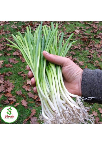 Doğal Tatlı Yeşil Soğan Tohumu 15 Gr. Beyaz Bilek Al Saksı Ev ve Bahçe İçin