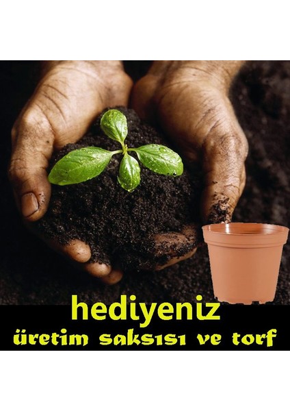 Oxe Garden Acem Lalesi 15 'li Çiçek Tohumu Al SaksıTorf  Ev Bahçe İçin