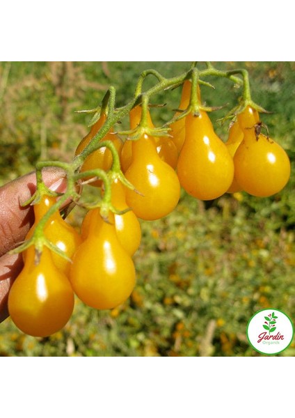 Sarı Cherry Domates 15 'li Doğal Tohum Al SaksıTorf Ev ve Bahçe İçin fiyatları