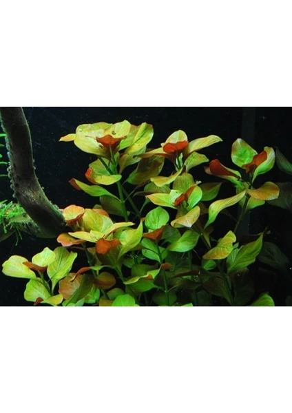 Marimo Scape Ludwigia Ovalis Oval Gül