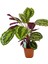 Calathea Medallion Dua Çiçeği 90-100 cm 1