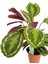 Calathea Medallion Dua Çiçeği 90-100 cm 2
