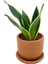 Sansevieria Lotus Hahnii Bodur Paşa Kılıcı 1