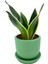 Sansevieria Lotus Hahnii Bodur Paşa Kılıcı 1