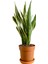 Sansevieria Trifasciata Paşa Kılıcı 1