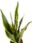 Sansevieria Trifasciata Paşa Kılıcı 2