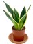 Nadir Kaktüs Sansevieria Lotus Hahnii Bodur Paşa Kılıcı 1