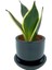 Sansevieria Lotus Hahnii Bodur Paşa Kılıcı 1