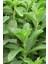 4 'lü Istanbul Baharat Stevia Yaprağı (Şeker Otu) 20 gr 3