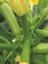 Agro Tohum Hybrit Kabak Tohumu 10 Adet Tohum 1
