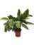 Calathea Albertii (Dua Çiçeği) 1