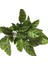 Calathea Albertii (Dua Çiçeği) 2