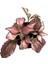 Fittonia - Pembe (Fitonya Çiçeği) 2