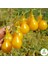 Sarı Cherry Domates 15 'li Doğal Tohum Al SaksıTorf Ev ve Bahçe İçin 2