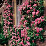 Tohum Diyarı Pembe Sarmaşık Gül Yediveren Gül Tohumu 5 Tohum