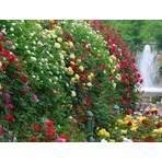 Tohum Diyarı Tırmanan Karışık Sarmaşık Gül Tohumu 5+ Tohum