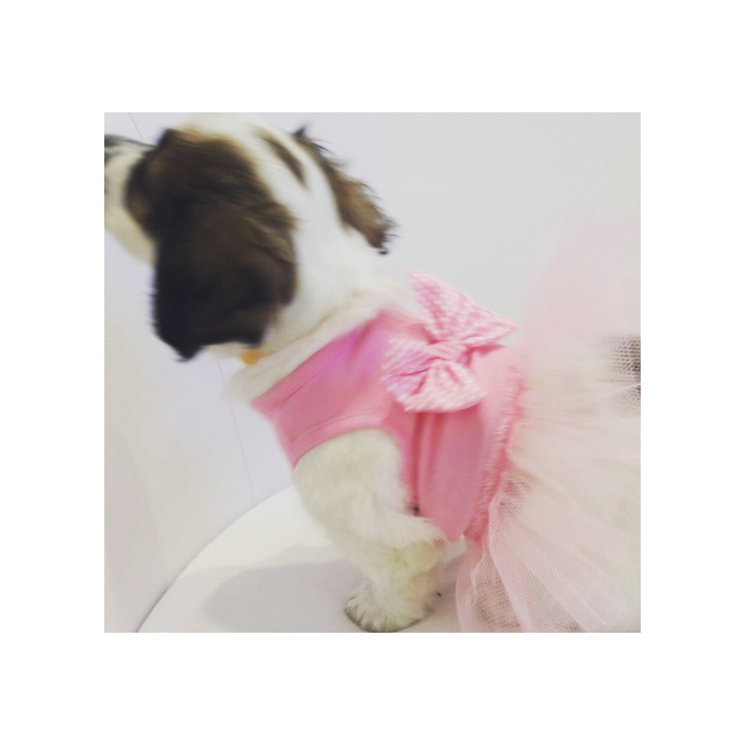 Dogi &amp; Dog Prenses Tütü Köpek ElbisesiKöpek KiyafetiKedi Fiyatı