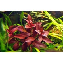 Tohum Diyarı Ludwigia Peruensis (Diamond) 1 Bağ
