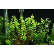 Rotala İndica Greenrotala İndica Green 1 Bağ Akvaryum Bitkisi 5 Kök