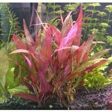 Rotala İndica Greenrotala İndica Green 1 Bağ Akvaryum Bitkisi 5 Kök