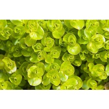 Lysimachia Nummularia Greenlysimachia Nummularia Green (Kokulu) 1 Bağ Akvaryum Bitkisi 5 Kök