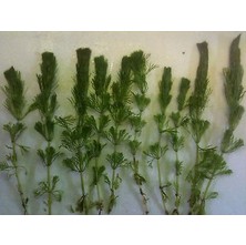 Limnophila Sessilifloralimnophila Sessiliflora - 1 Bağ Akvaryum Bitkisi - 5 Kök