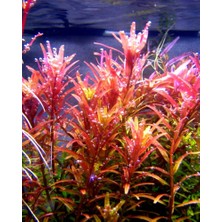 Rotala Rotundifolia Redrotala Rotundifolia Red 1 Bağ Akvaryum Bitkisi - 5 Kök