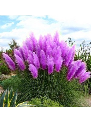 Tohum Diyarı Lila Püsküllü Pampas Çimi Tohumu Süs Sazı 50+ Tohum