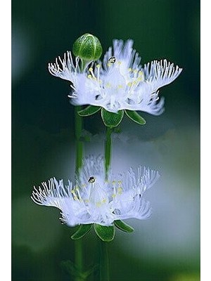 Tohum Diyarı Melek Orkide Tohumu 10+ Tohum