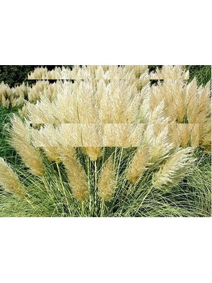Tohum Diyarı Sarı Püsküllü Pampas Çimi Süs Sazı 50 Adet Tohum