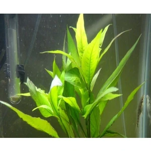Tohum Diyarı Limon (Hygrophila Corymbosa) 1 Bağ Bitki - Canlı Bitki