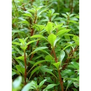 Tohum Diyarı Ludwigia Palustris 1 Bağ Bitki - Canlı Bitki