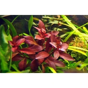 Tohum Diyarı Ludwigia Peruensis (Diamond) 1 Bağ