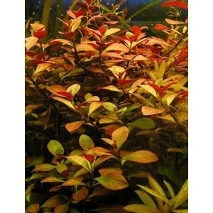Tohum Diyarı Ludwigia Repens (Gül) 1 Bağ Bitki - Canlı Bitki